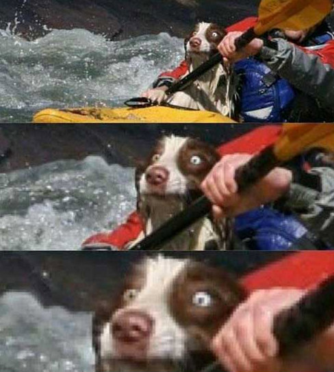 Look of shock on whitewater rafting dog